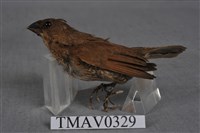 藏品(斑文鳥)的圖片